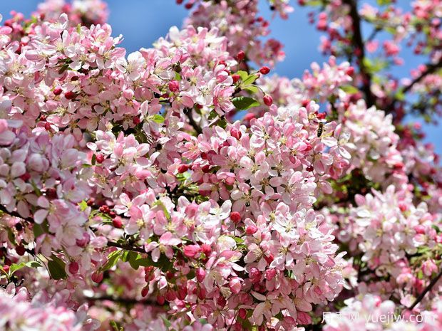 花園小路兩邊種什么樹(shù)？推薦6種開(kāi)花苗木(圖1)