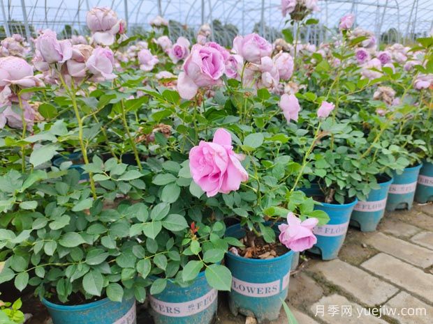 剛買的月季花怎么養(yǎng)護(hù)？新買的月季花養(yǎng)護(hù)指南(圖1)