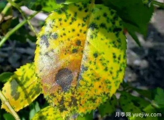 月季銹病用什么藥效果好？(圖1)