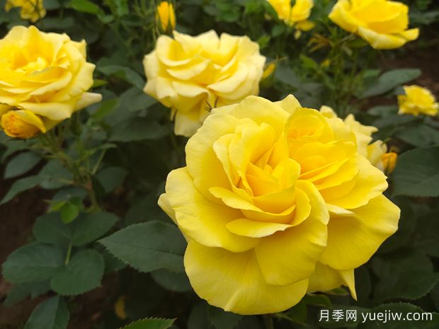 為什么月季在春天的發(fā)芽時間不一樣呢？(圖1)