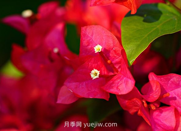6款適合在夏天養(yǎng)的花，耐曬耐高溫(圖1)