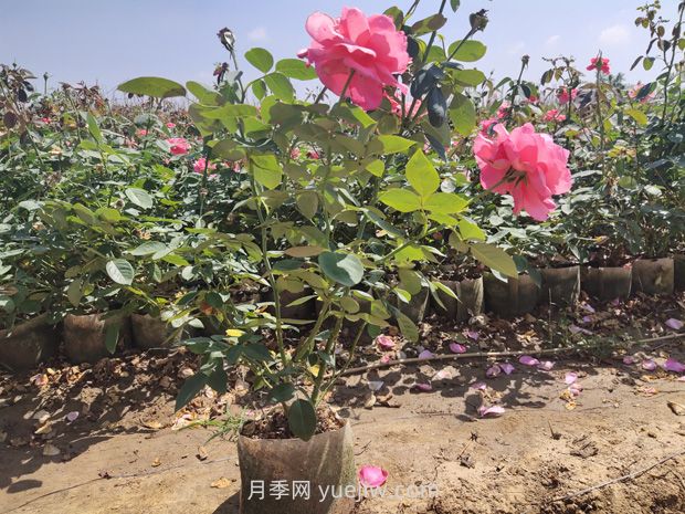 大花月季大袋苗培育怎么做？一起來看看(圖2)