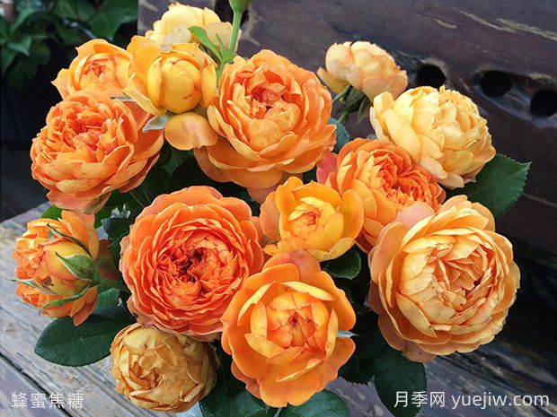 抗病耐熱的蜂蜜焦糖月季該如何去養(yǎng)護(hù)？(圖2)