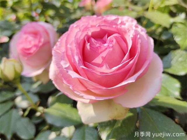 北京什么月季品種又美又優(yōu)秀？帶你來看(圖9)