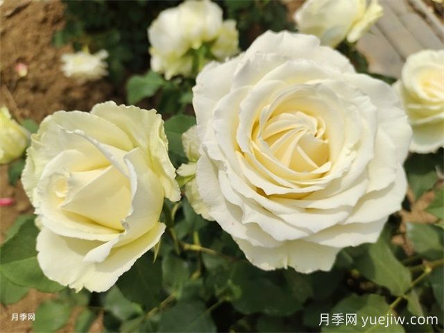 北京什么月季品種又美又優(yōu)秀？帶你來看(圖4)