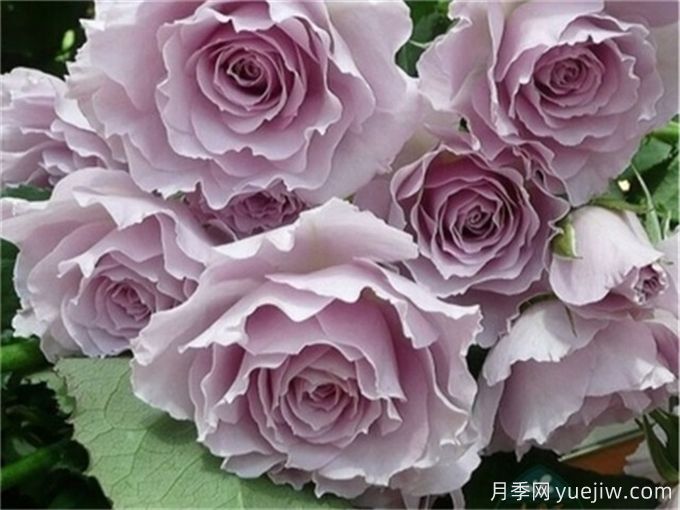 推薦11個(gè)香味濃郁的月季品種，開花令人陶醉(圖6)