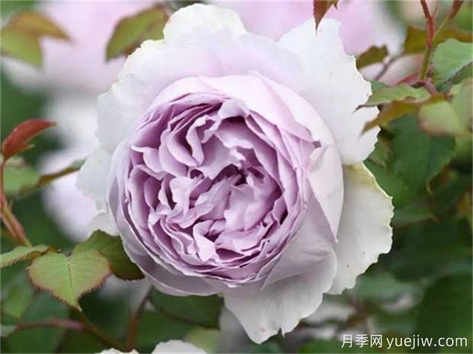 推薦11個(gè)香味濃郁的月季品種，開花令人陶醉(圖5)