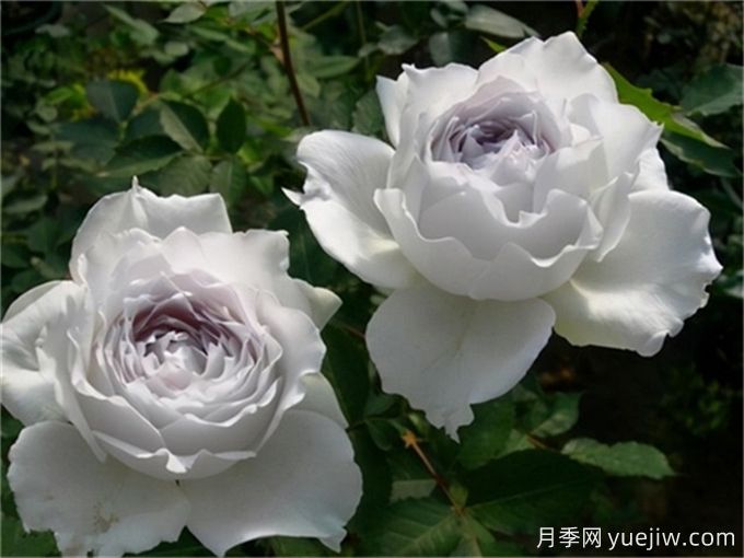 推薦11個(gè)香味濃郁的月季品種，開花令人陶醉(圖4)