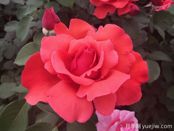 花朵大，長(zhǎng)勢(shì)強(qiáng)，還得是緋扇月季(圖1)