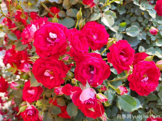 夏季月季花越開越小怎么辦？(圖1)