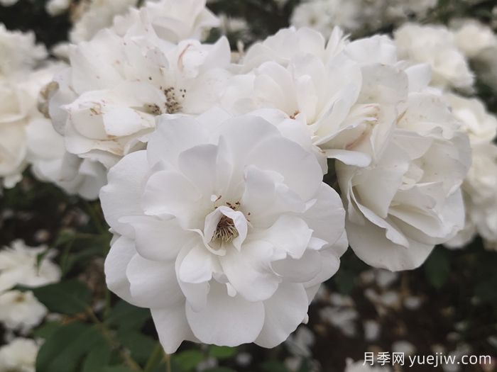 7種顏色的月季花，搞怪花語(yǔ)分別是什么？(圖2)