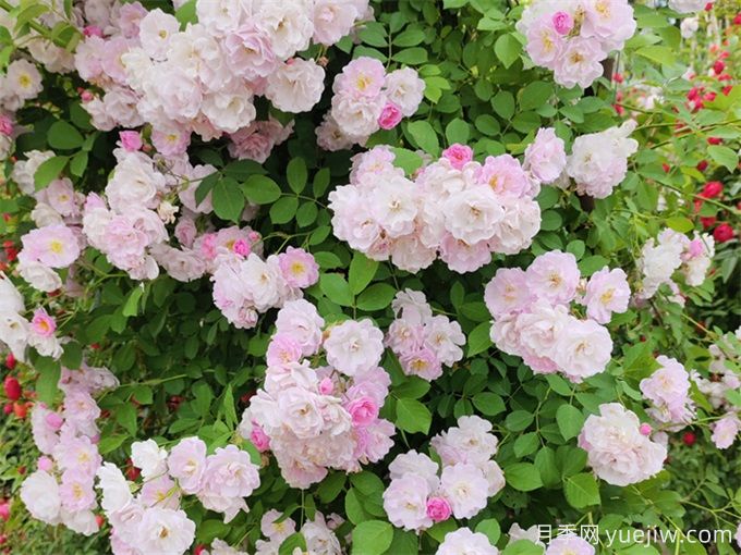秋季薔薇花該如何養(yǎng)護？(圖1)