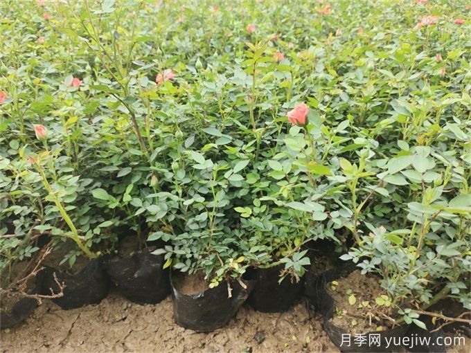 園林花木如何做好重施秋肥？(圖1)