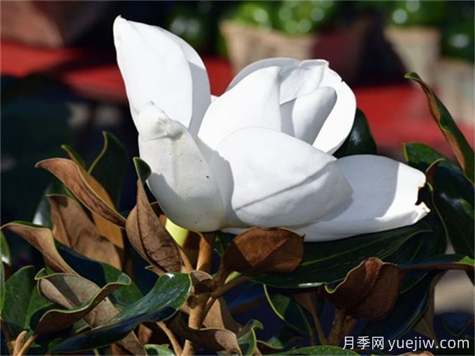 廣玉蘭簡(jiǎn)介，廣玉蘭應(yīng)用和養(yǎng)護(hù)(圖1)