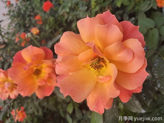杭州高架月季品種那么多，手把手教你如何驗(yàn)正品(圖2)