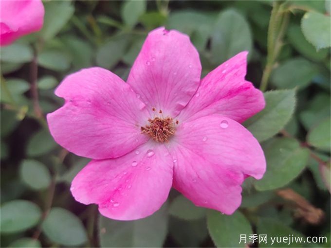 杭州高架月季品種那么多，手把手教你如何驗(yàn)正品(圖5)