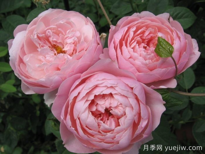 安妮克城堡月季，花姿優(yōu)雅，色彩迷人(圖2)
