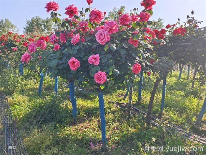 月季度夏管理方法，夏季月季的常見(jiàn)問(wèn)題(圖3)