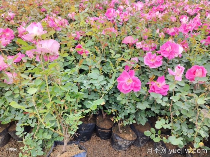 春花修剪晚一步，月季復(fù)花差別一大截(圖1)