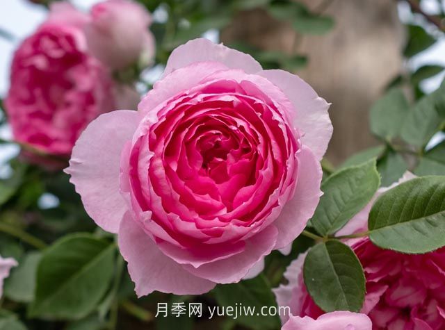 紫葡萄月季介紹和優(yōu)缺點(diǎn)(圖1)