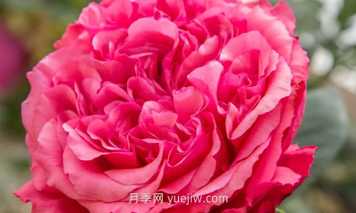 玫昂胭脂月季介紹和優(yōu)缺點(diǎn)(圖1)