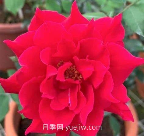 阿爾辛娜月季介紹和優(yōu)缺點(圖1)