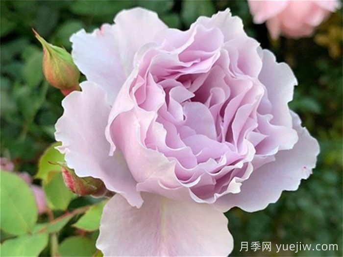 藍(lán)紫色月季發(fā)展簡(jiǎn)史，有哪些值得收藏的品種？(圖1)