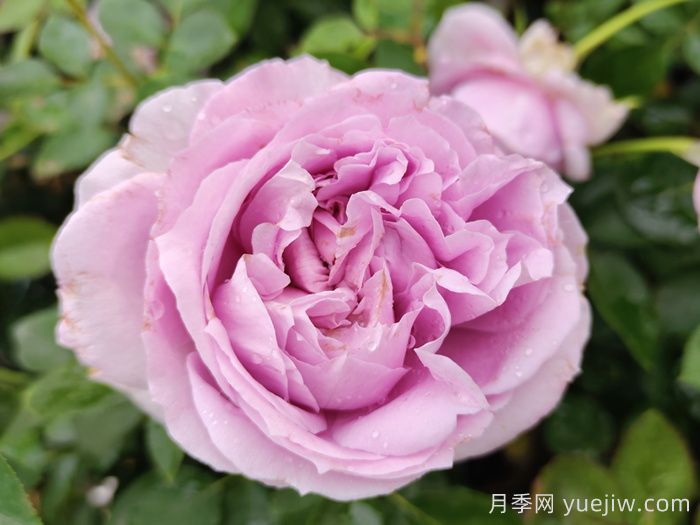 藍(lán)紫色月季發(fā)展簡(jiǎn)史，有哪些值得收藏的品種？(圖2)