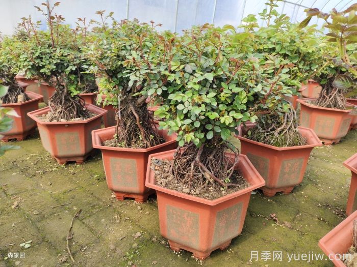 靠電商直播能拯救月季苗圃嗎？(圖1)