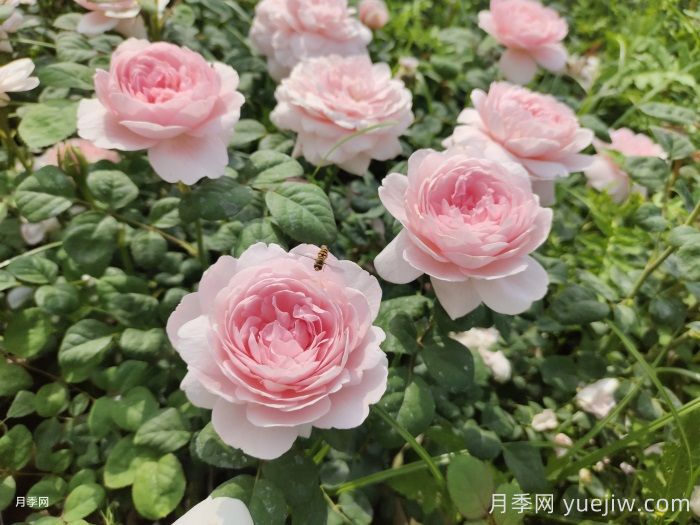 月季花肥如何選擇？花多多2號(hào)和磷酸二氫鉀的區(qū)別(圖2)